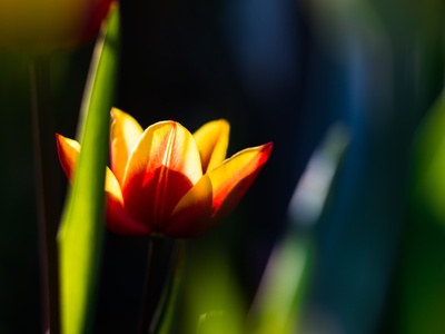 Fire Tulip