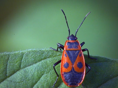 Firebug