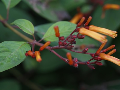 Firebush