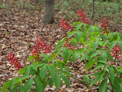 Firecracker Plant