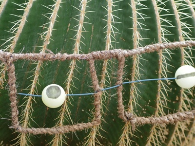 Fishhook Barrel Cactus