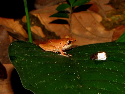 Fitzinger's robber frog