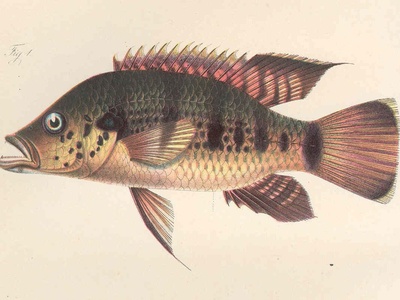 Five-spot cichlid