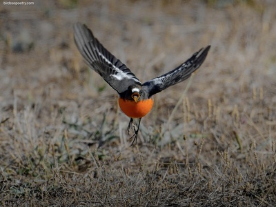 Flame Robin