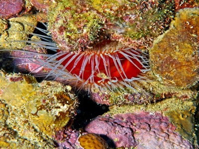 Flame Scallop