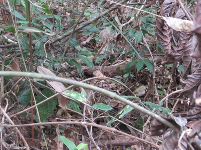 Flammulated bamboo-tyrant