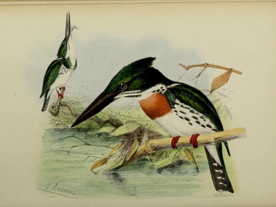 Flat-billed kingfisher