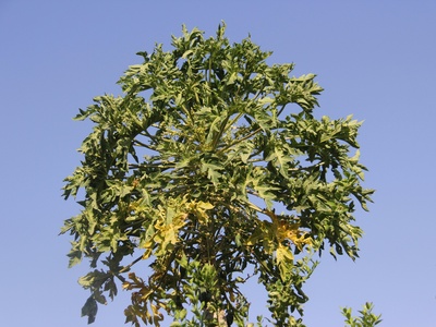 Flat-top Acacia