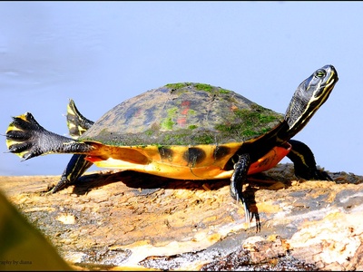 Florida Red-bellied Cooter