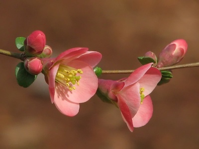 Flowering Quince