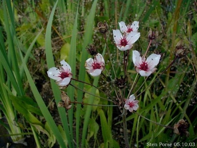 Flowering rush