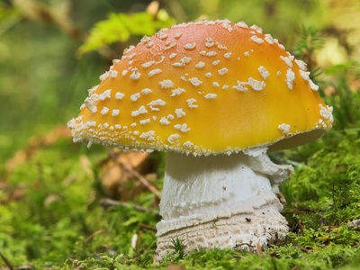 Fly Agaric