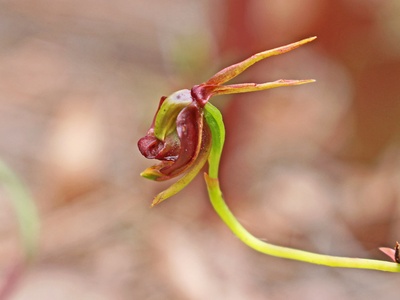 Flying Duck Orchid