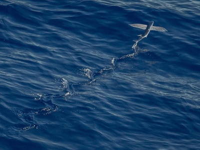 Flying Fish