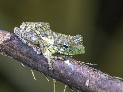 Foam-nest Tree Frog