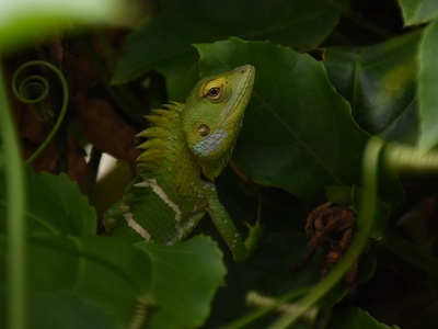 Forest Agama
