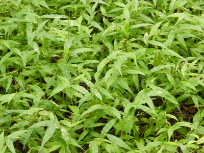 Forest Basketgrass