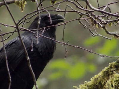 Forest Raven