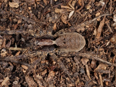 Forest Wolf Spider