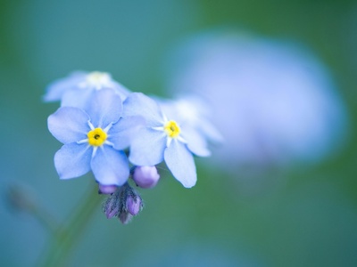 Forget-Me-Not