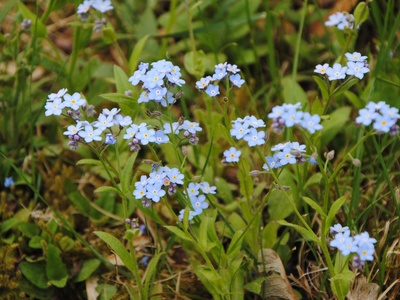 Forget-me-not (water)