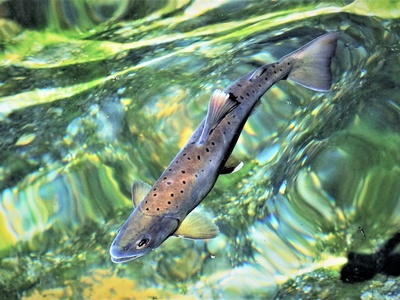 Formosan salmon