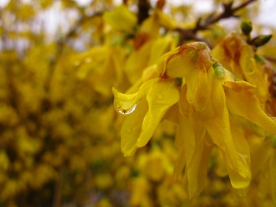 Forsythia