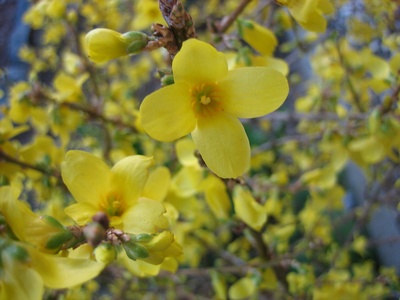 Forsythia