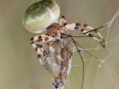 Four-spot Orb-weaver