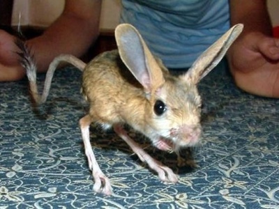 Four-toed Jerboa