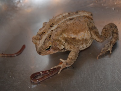 Fowler's Toad