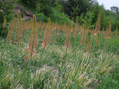 Foxtail Lily