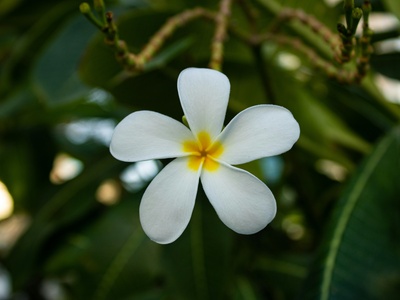 Frangipani