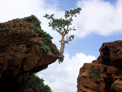 Frankincense tree