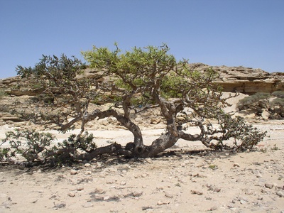 Frankincense Tree