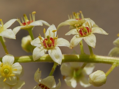 Frankincense Tree