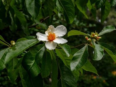 Franklin Tree Flower