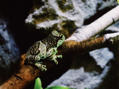 Freetown Long-fingered Frog