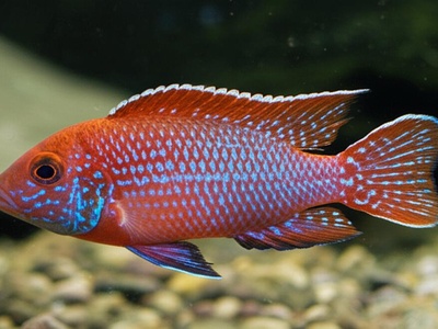 Frempong's Jewel Cichlid