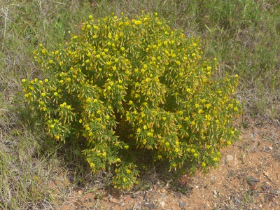French broom