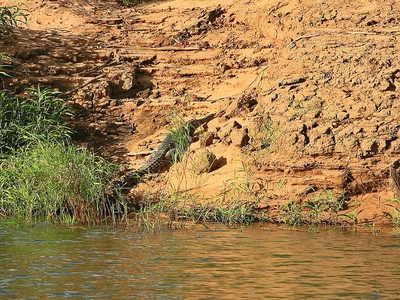 Freshwater Crocodile