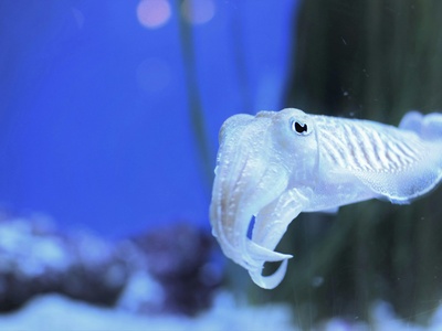 Freshwater mormyrid (elephantfish)
