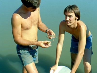 Freshwater prawn