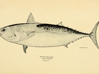 Frigate tuna