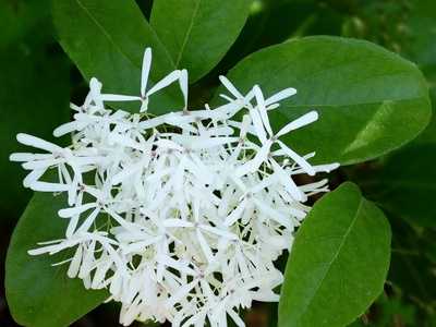 Fringe Tree