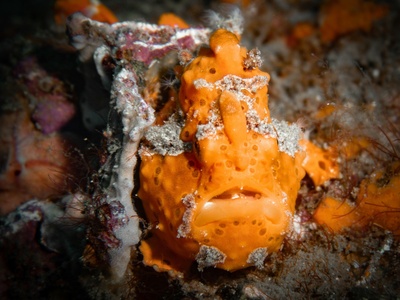 Frogfish