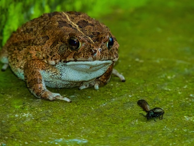 Frogs and Toads (General)