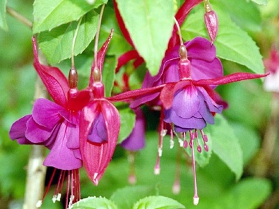 Fuchsia