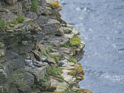 Fulmar