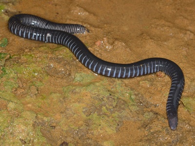 Gaboon Caecilian